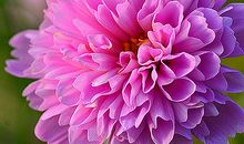 你一朵花的绽放在心间