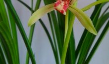 兰花上的的发现