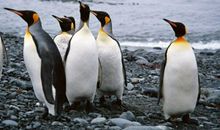 人类，只有一个家园