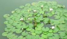 一片树叶的回忆