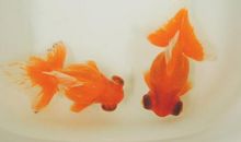 我想成为一条鱼