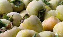 又是一年柿红橘绿时