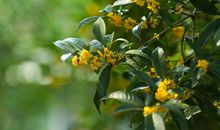 又是一年桂香飘时