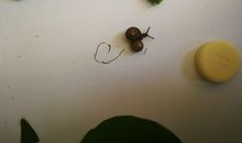 观察日记——蜗牛