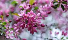 花不止在春天开放