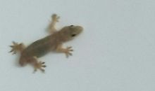 材料壁虎断尾的作文