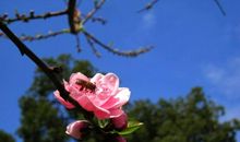 花开有意，叶落无声