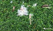 棉花飞舞的“美好”