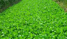 我学会了种白菜