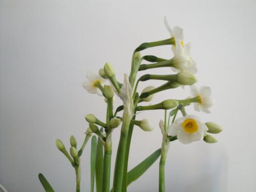 做一个白色的水仙花花