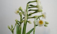 做一朵洁白的水仙花