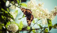 蝴蝶飞过这季节