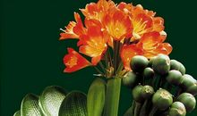 聆听母爱的声音