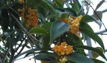 阳台上的桂花树