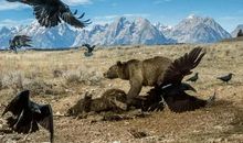 大自然的生存法则