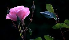 等待含苞欲放的花朵