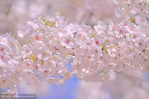 通过樱花
