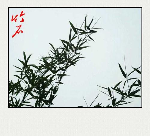 校园竹景