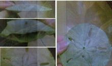 有一种奇怪的生物叫做知己