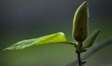 蒲公英，那怒放的生命