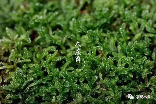 我心中的绿色触感