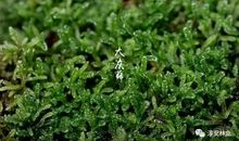 我心中的一抹绿色