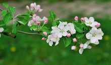 春天，真美妙！