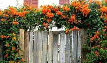 聆听时光侧面那一束花开