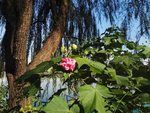 生活在感激的季节