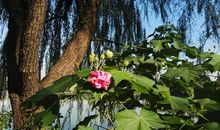 生活在感恩的季节中