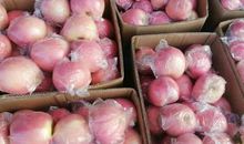 那个冬天没有凉苹果