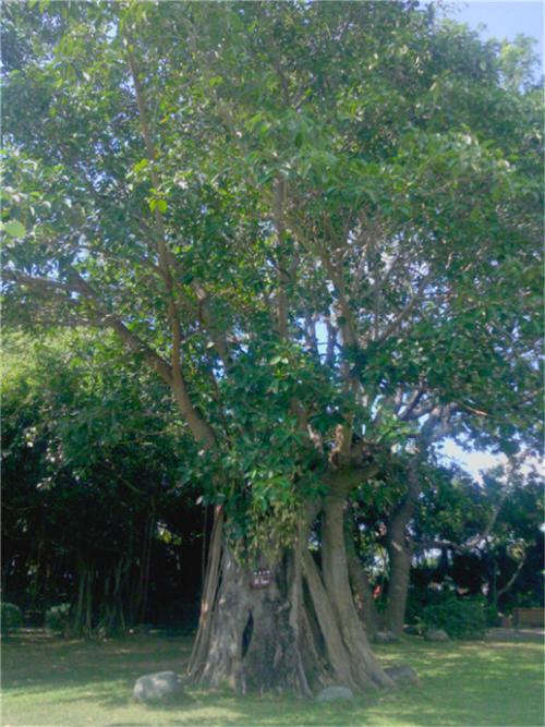 榕树的梦想旅程