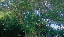 一棵榕树的追梦旅程