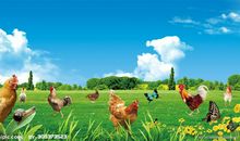 在那梦想绽放的地方