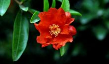 院里石榴又开花