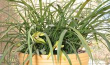 兰花，绽开你的容颜