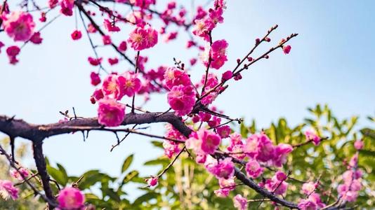 冬季梅花