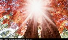 透过枫叶的城镇