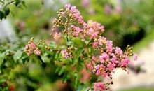 我家门前的花红树