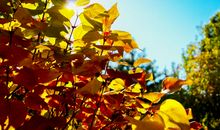 美丽的秋天让我陶醉