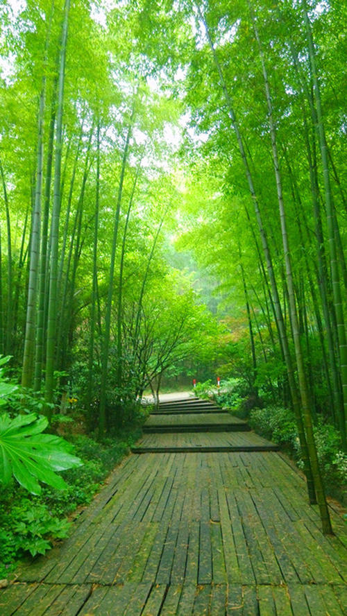 竹林之旅