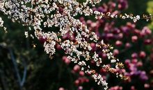 在这个不同寻常的春天里