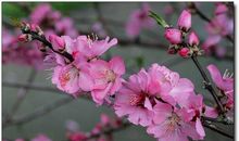 美丽的春天令我陶醉