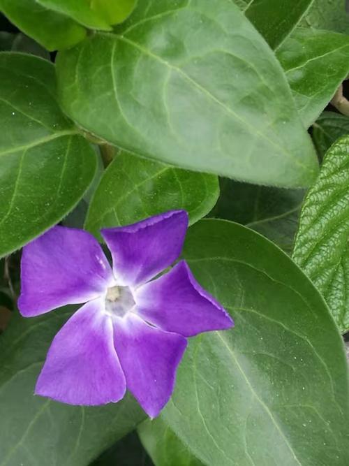 鲜花只能再次开放。