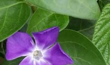 花儿可以再开生命只有一次