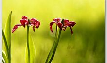 有一种美丽叫坚强