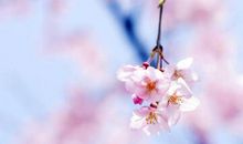 我是你肩头的落花