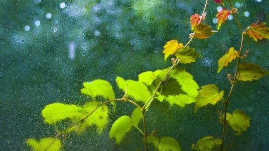 雨中心情