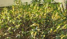 桂花树下的少女