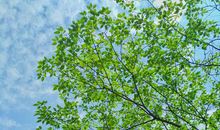 落叶从夏天开始